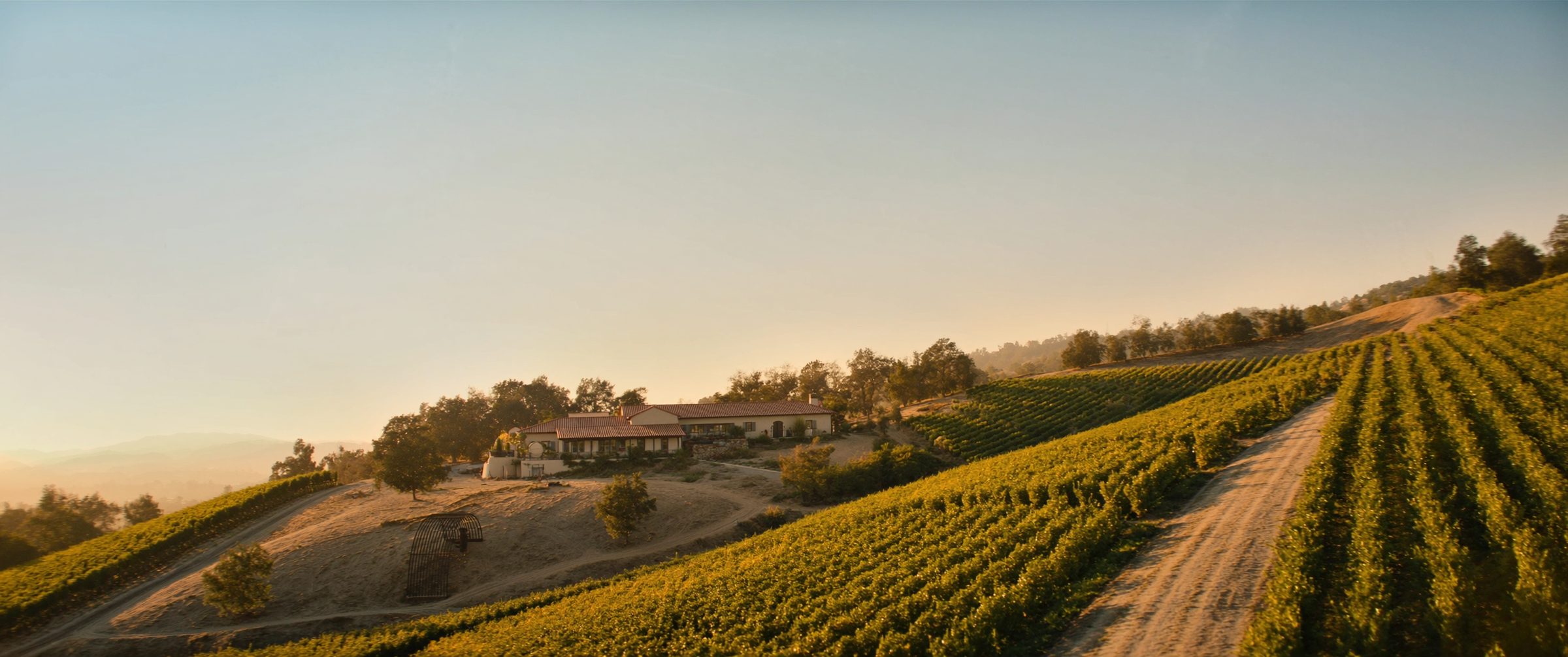 Rows of grapevines on a hillside below a ranch home in the late afternoon sun